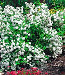 Garten Jasmin Snow Goose Bluhende Straucher Bei Baldur Garten