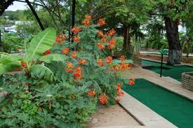 Mexican Bird Of Paradise Images Caesalpinia Pulcherrima Commonly Known As Mexican Bird Of Paradise Red Bird Of Paradise Pride Of Barbados Pea Drought Tolerant Pride Of Barbados Irrigation