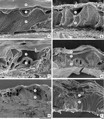 Image result for Streptopetalum serratum