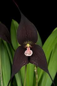 Black Vampire Orchid Orchids Black Flowers Rare Flowers