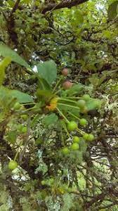 Check spelling or type a new query. What Is This Bush Tree That Has Clumps Of Little Green Berries But Also Sometimes Apples Gardening Landscaping Stack Exchange