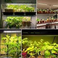 Check spelling or type a new query. Gardener S Supply Company Indoor Grow Light 3 Tier Stand Sunlite Light Garden With Plant Trays Buy Online In Canada At Canada Desertcart Com Productid 4624777