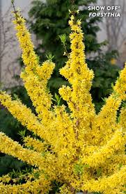 Show Off Forsythia X Intermedia Proven Winners In 2020 Plants Early Spring Flowers Edging Plants