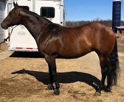 Clark's Equestrian Center LLC.