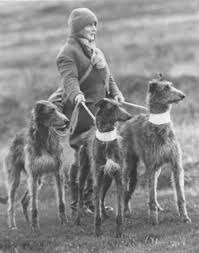 Ardkinglas Deerhound Breeders Of The 20th Century Scottish Deerhound Deerhound Dog Photos