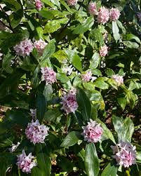 Image result for Diaphananthe odoratissima