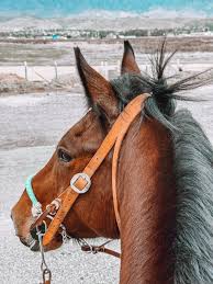 Does anyone have 4 L posts and 1-2 T posts they're willing to part with?  Used is fine. Tractor Supply and all seasons don't have them right now. Can  pick up today.