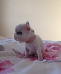 Shipped worldwide with 10 year health guarantee. Teacup French Bulldog Puppies For Sale Online Shopping