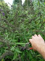 Pruning Butterfly Bushes Butterfly Bush Pruning Butterfly Bush Outdoor Gardens