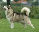 7 Things To Know Before Getting An Alaskan Malamute - Animalso