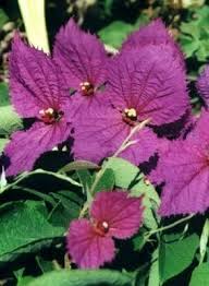 Image result for Dalechampia galpinii