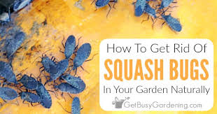 Turned out to be raccoons! How To Get Rid Of Squash Bugs Naturally Using Organic Control Methods