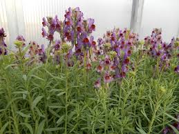 Image result for Linaria