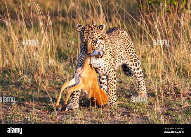 Antelope hunting leopard hi-res stock photography and images - Alamy