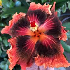 The hibiscus schizopetalus is also known as spider hibiscus or japanese lantern, for its pendulous flowers. Pin On Flowers