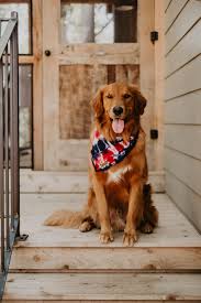 The latest golden retriever puppy news! Pin On Adventure Dogs Dogsthathike