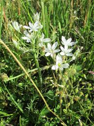 Image result for Ornithogalum flexuosum