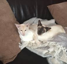 We have invested a great deal in building a strong uk network of experienced, devoted dog sitters. Uk House Sitting Prices Peace Of Mind House Pet Sitting Uk My Fees