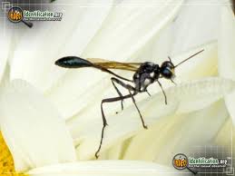 Bees Ants Wasps Similar