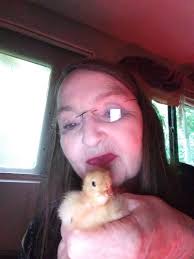 I have 10 beautiful red sexlink a few months old laying no issues need to  rehome asap I'm located in Cambridge west Galt north dumfries boarder  Pending