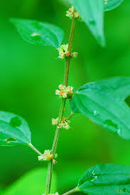 Image result for Pouzolzia parasitica