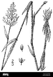 Image result for Panicum hymeniochilum