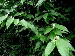 Image result for Carpolobia