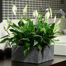 Bunga melati (outdoor) sumber gambar: 15 Tanaman Hias Indoor Yang Cocok Untuk Di Dalam Rumah Interinoz