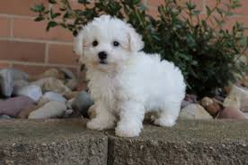 Find toys, electronics, clothing, & more. Beautiful Bichon Frise Puppies Cape Town Bichon Frise Puppies Dog Breeders Gallery 89639