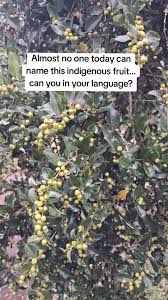 Image result for Scutia myrtina