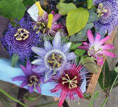 Pin On For Love Of Flowers Plants
