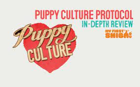 We'll talk about when these fear periods occur later on, but for now, let's talk. Puppy Culture Protocol Review My First Shiba Inu