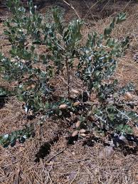 Image result for Podalyria