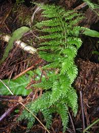 Image result for Hymenophyllaceae