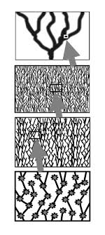 You can mix a bit of organic matter into the planting hole. Coral Of Life Wikiwand