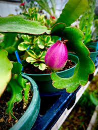 Image result for Hypericophyllum