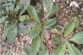 Image result for Elytraria acaulis