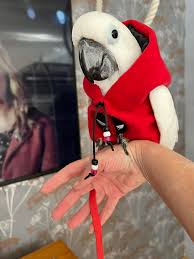 Here's Oscar, he is just 1 of my 7 Parrots!