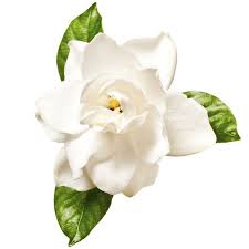 Image result for Gardenia