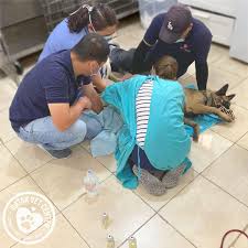 Paraphimosis, which happens when the foreskin, once retracted, gets stuck behind the head and cannot return to its natural location. What Is Paraphimosis In Dogs Qatar Veterinary Center Facebook