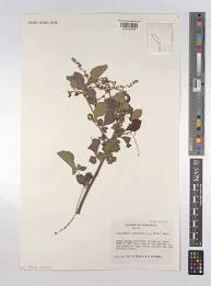 Image result for Allophylus rubifolius