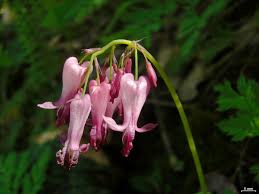 According to a wired report, each of these heart icons has a very different meaning… Dicentra Bleeding Heart A To Z Flowers