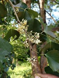 Image result for Pterocarpus rotundifolius