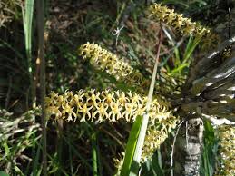 Image result for Tridactyle tricuspis