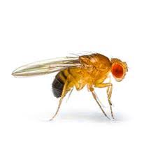 Extermination Mouche A Fruits Extermination Insecte Volant