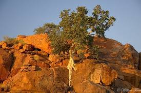 Image result for Ficus tettensis