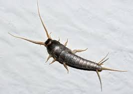 Maybe you would like to learn more about one of these? Bug Identification Guide To Common Insects With Photos Owlcation