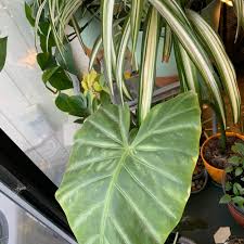 Image result for Ozoroa marginata