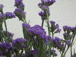 Image result for Limonium sinuatum