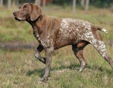 2 precious pointer/labrador mixed pups. German Shorthaired Lab German Shorthaired Pointer X Lab Mix Info Pictures